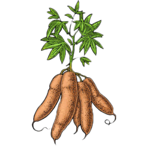cassava tapioca plant