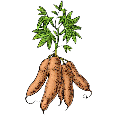 cassava tapioca plant