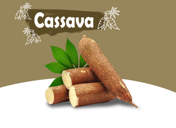 export import cassava