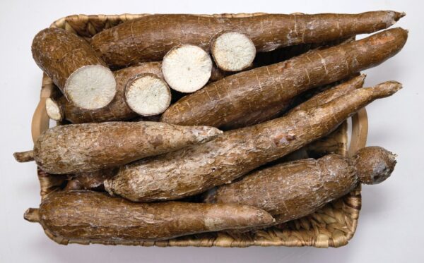 export import cassava