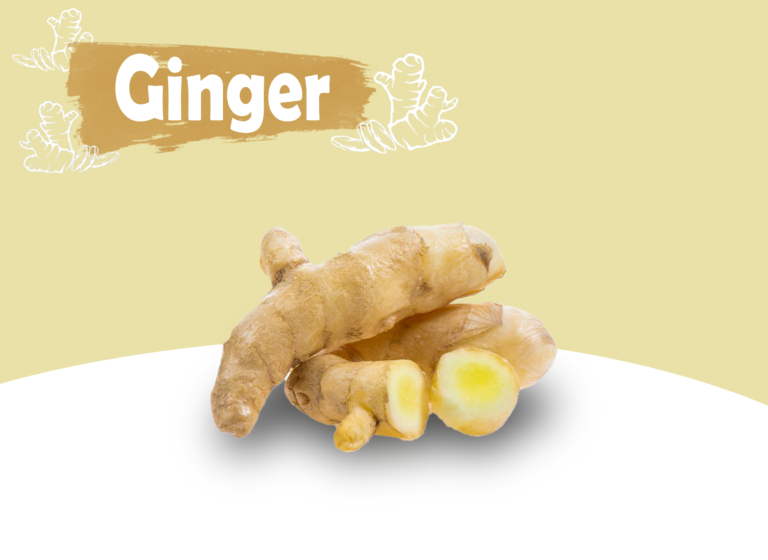 Ginger Exporter - ginger spice