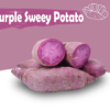 Purple Sweet Potato