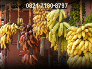 Grosir Pisang