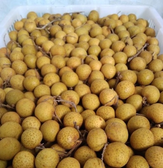 Grosir Lengkeng Padang