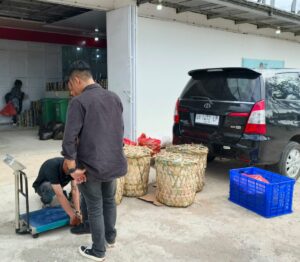 Grosir jeruk Bukittinggi