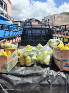Grosir Buah Pekanbaru, grosir pepaya bukittinggi