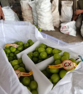 Grosir Anggur Padang