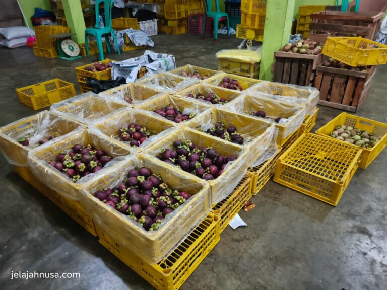 Grosir Manggis Bukittinggi, Trusted Source of Mangosteen Supplier