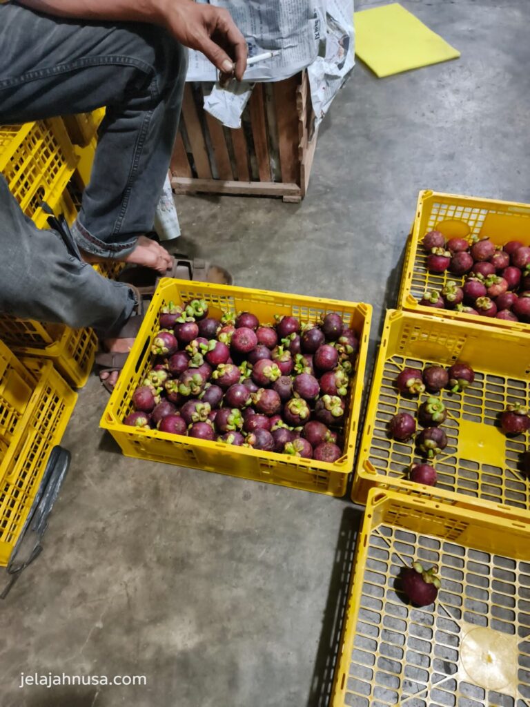 Indonesian Mangosteen Export, Mangosteen from Indonesia